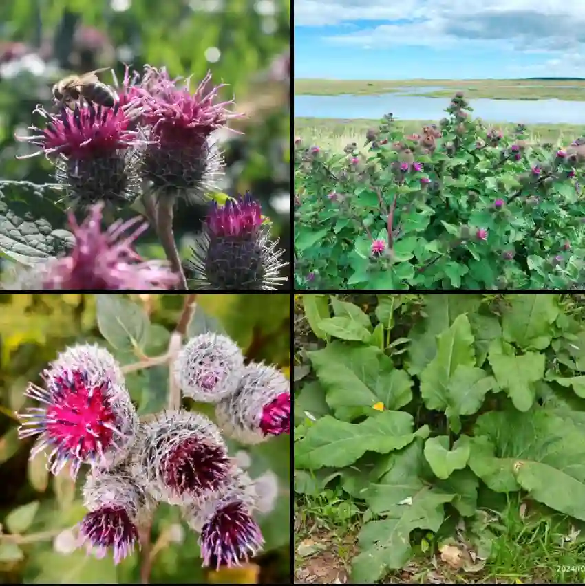 Arctium