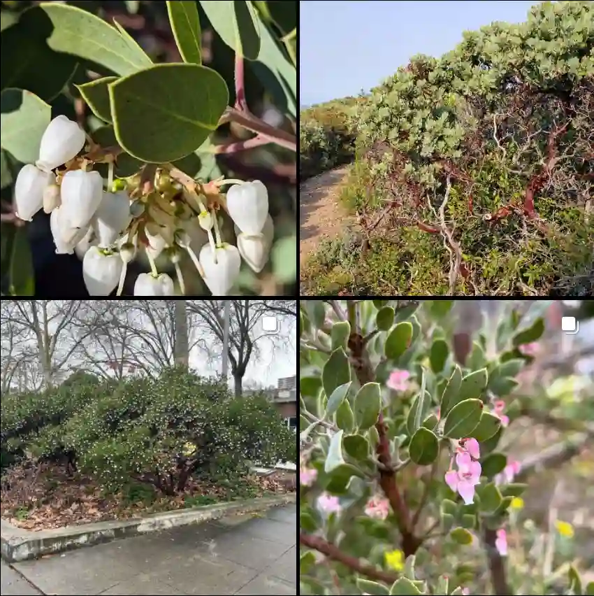 Arctostaphylos