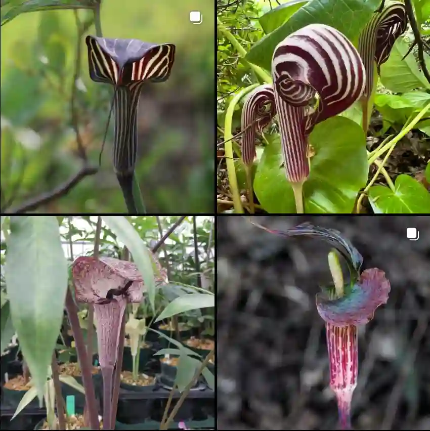 Arisaema