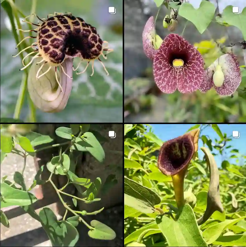 Aristolochia