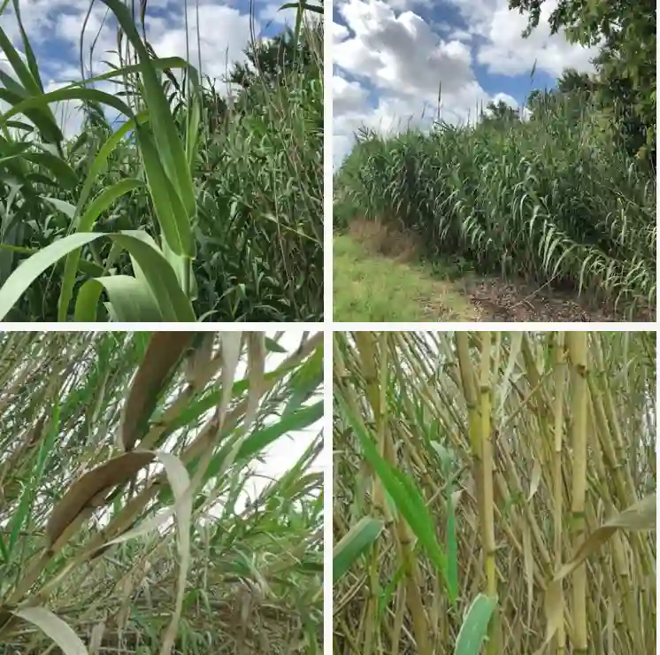 Arundo