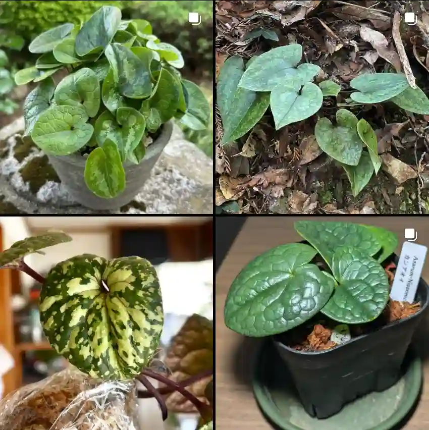 Asarum