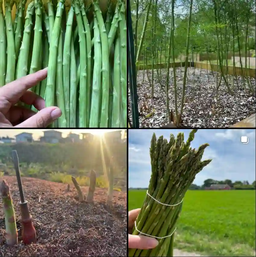 Asparagus