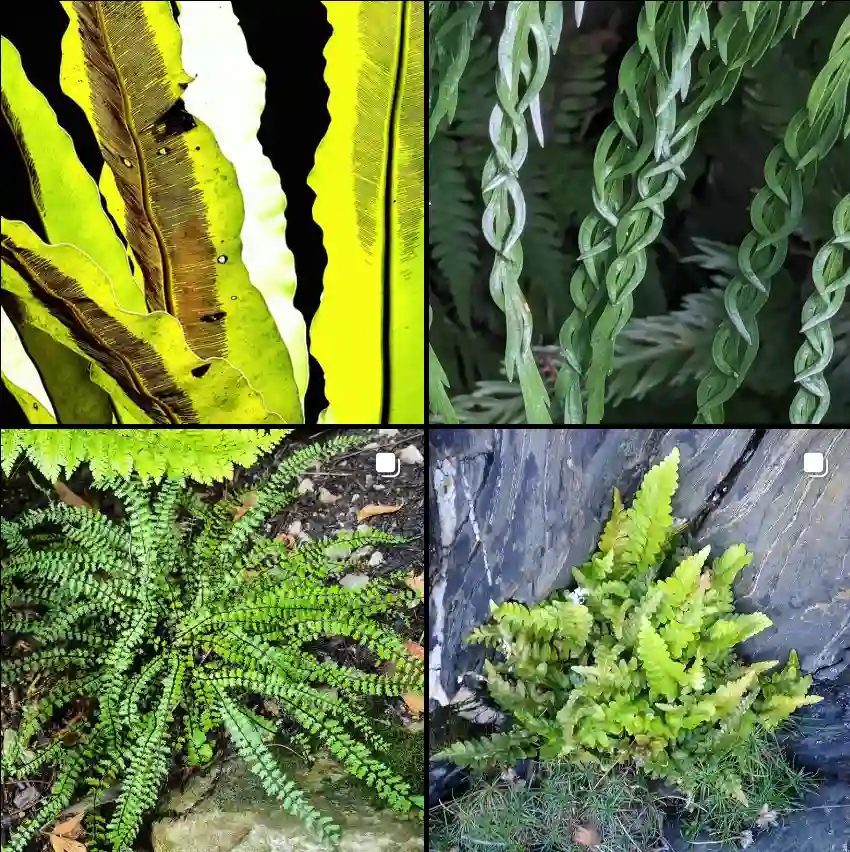 Asplenium