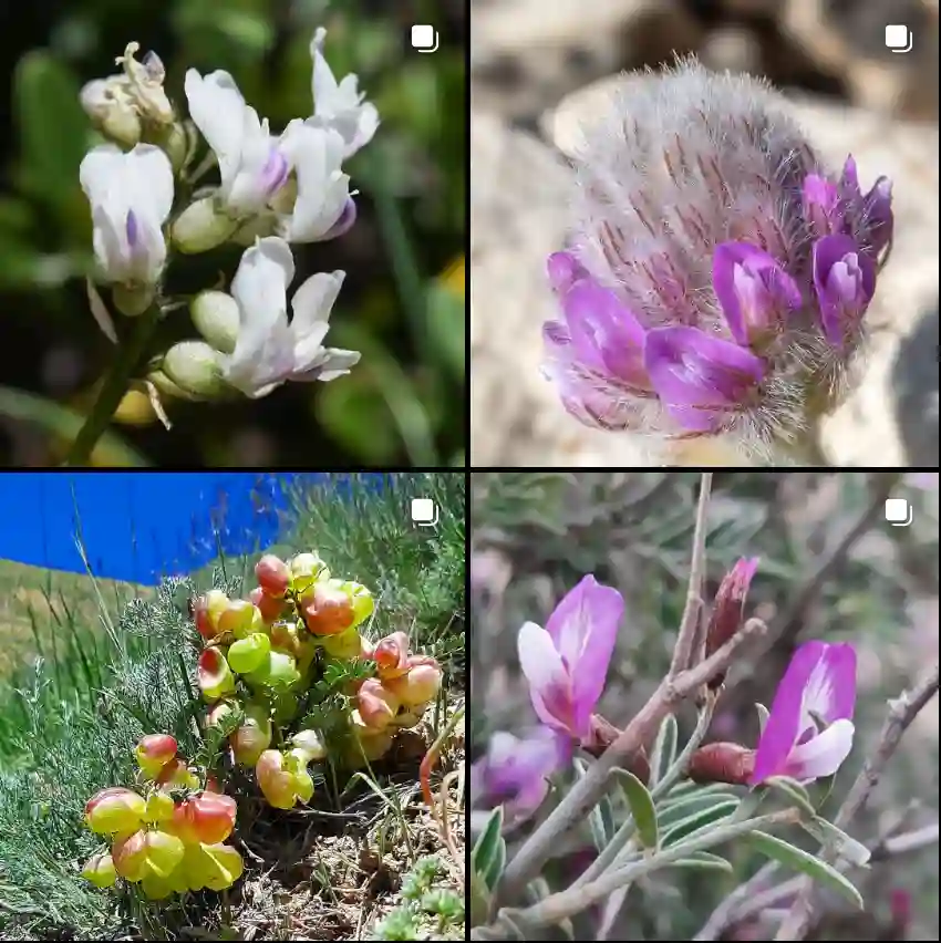 Astragalus