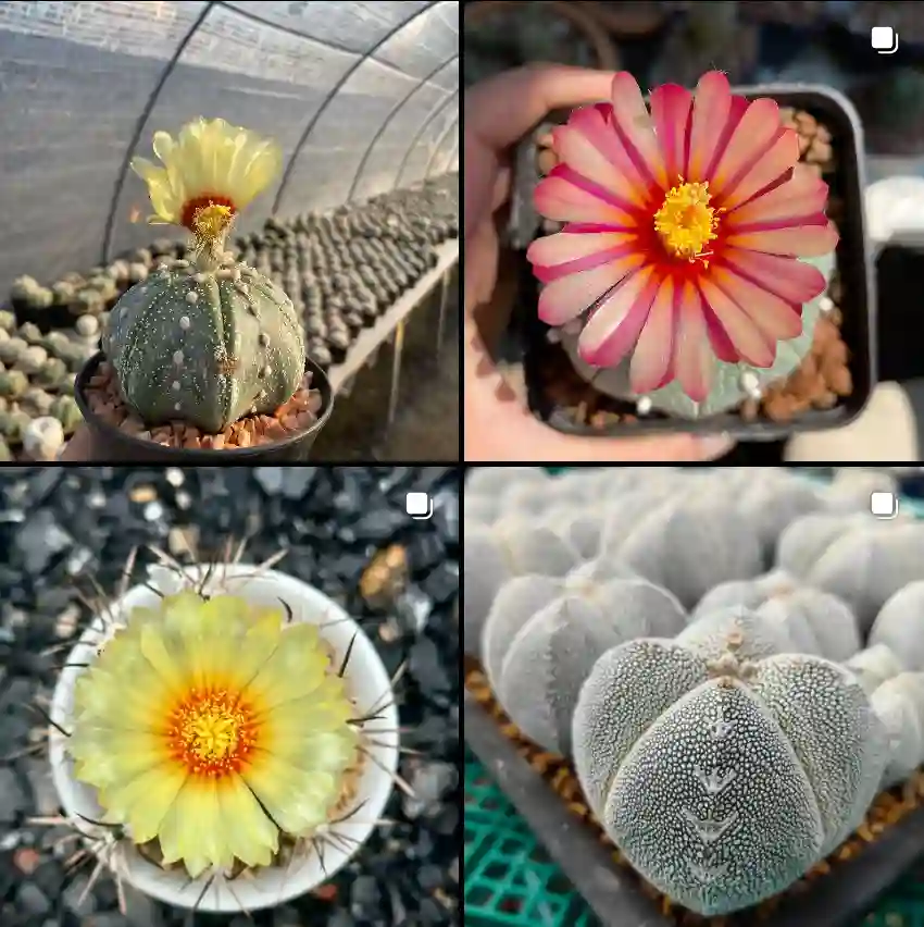 Astrophytum