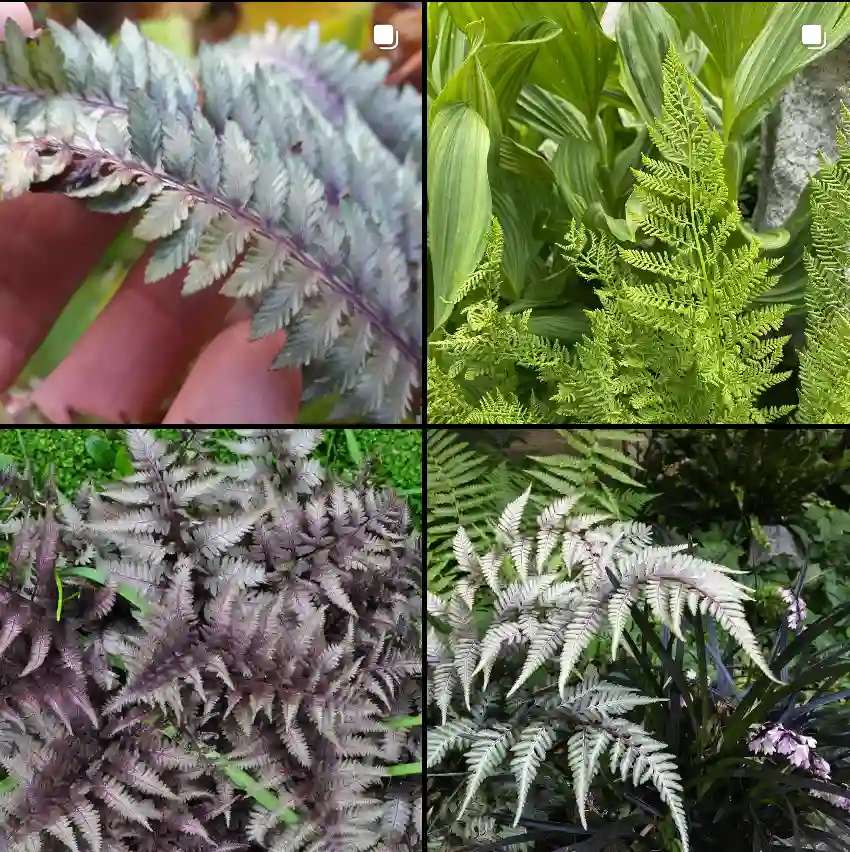 Athyrium