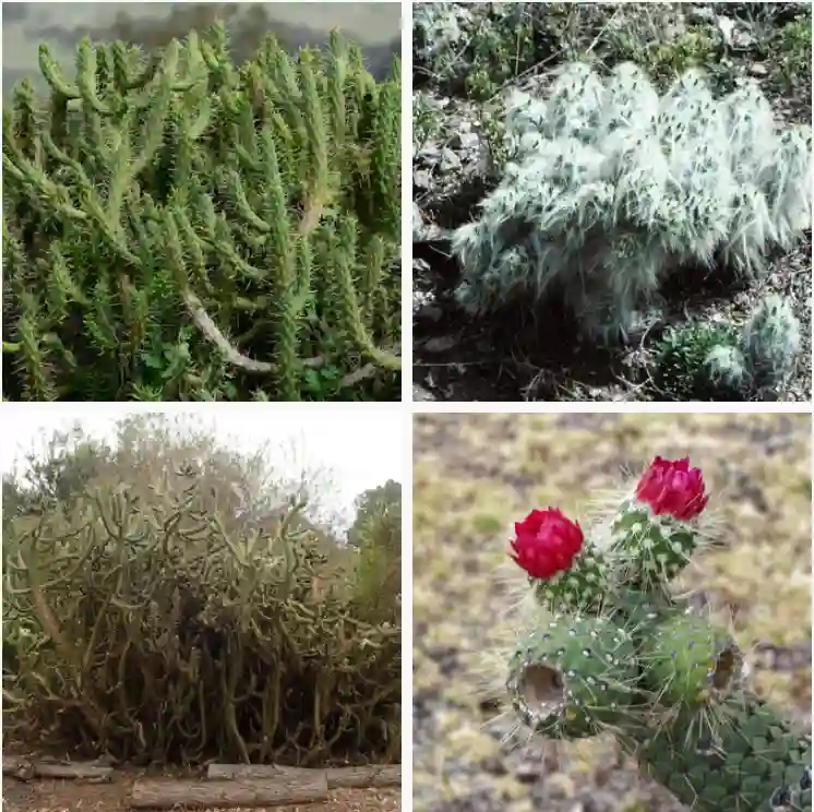 Austrocylindropuntia