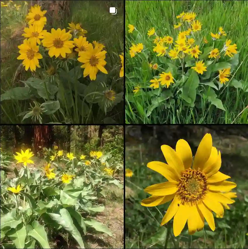 Balsamorhiza