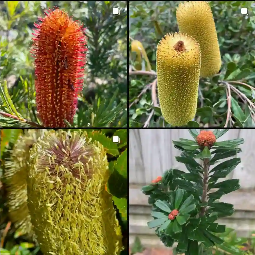 Banksia