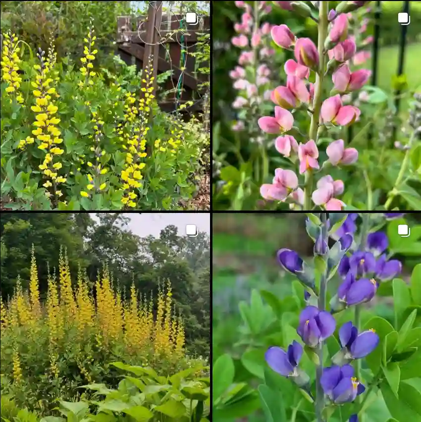 Baptisia