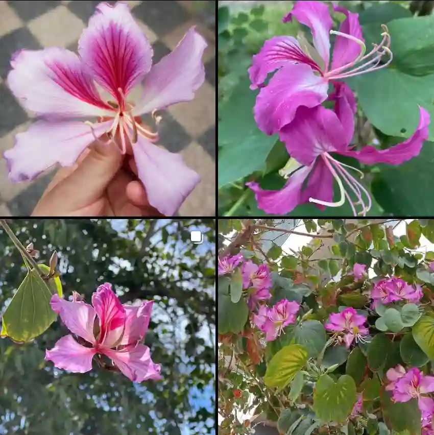 Bauhinia