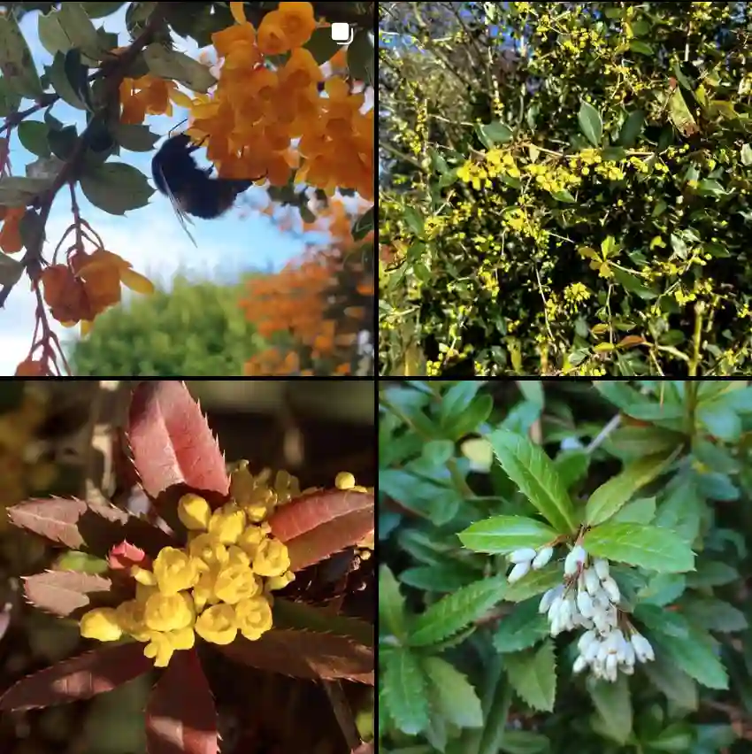 Berberis