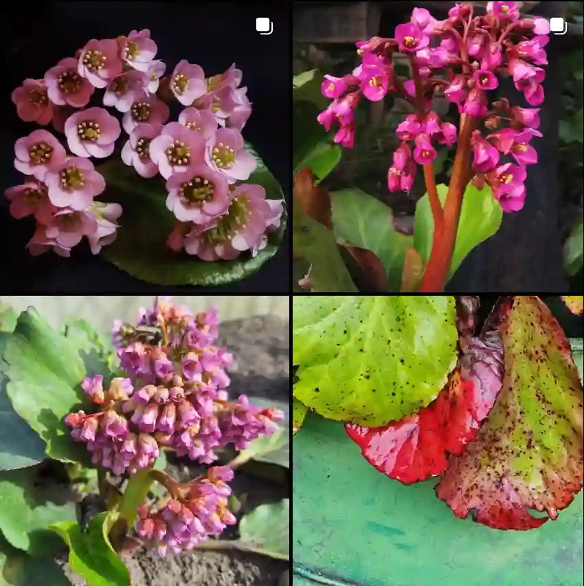 Bergenia