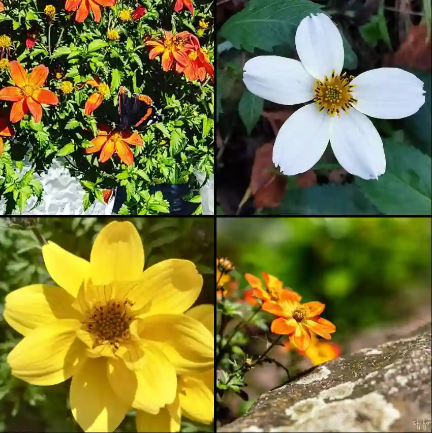 Bidens