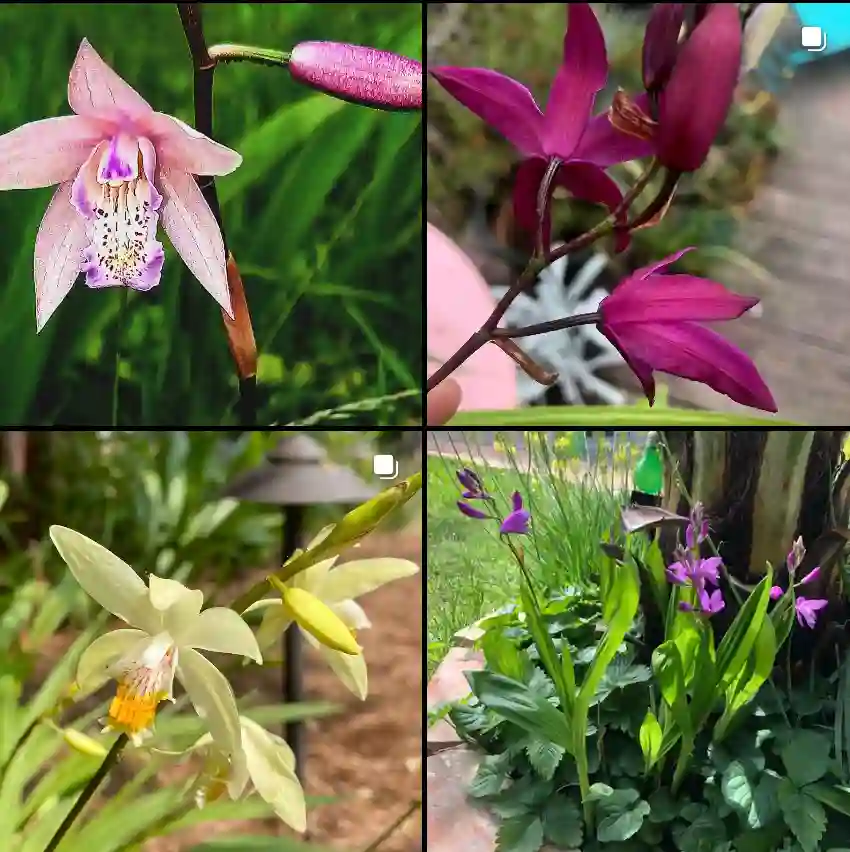 Bletilla