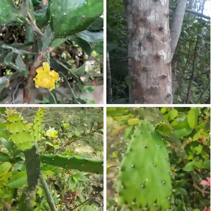 Brasiliopuntia