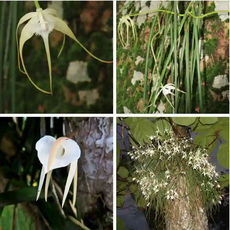 Brassavola