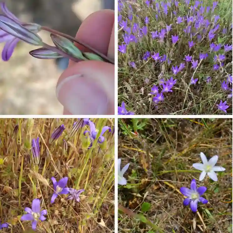 Brodiaea