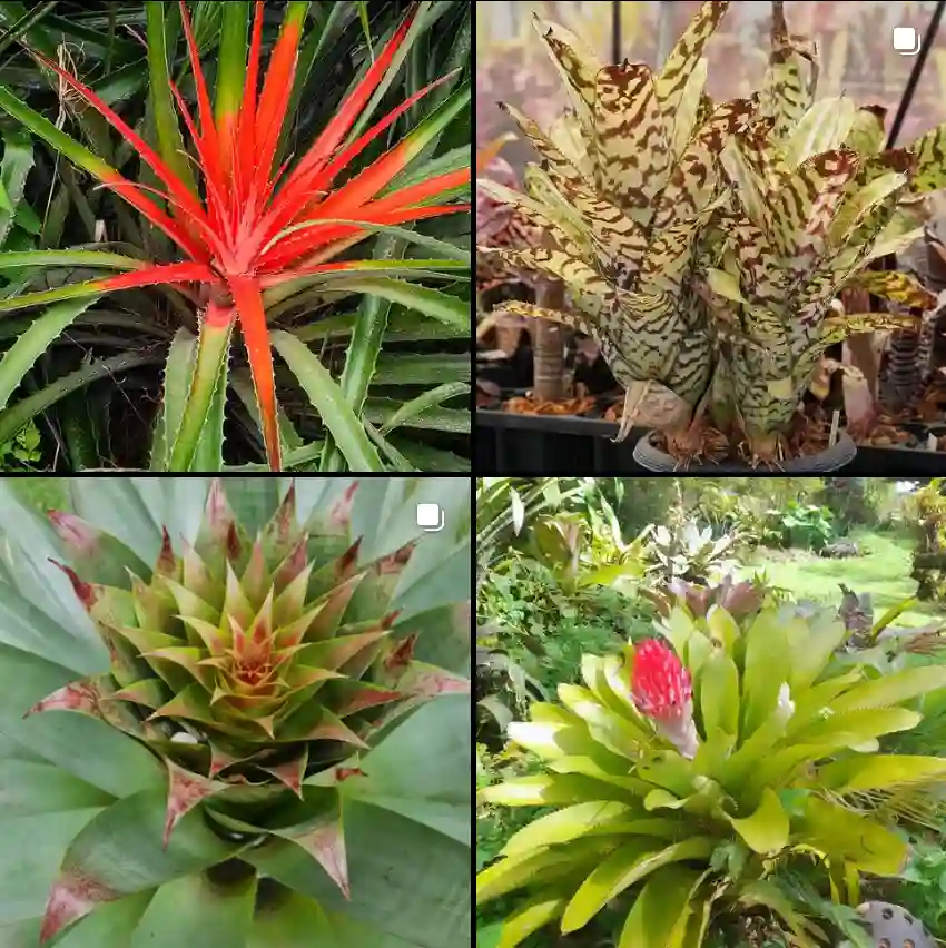 Bromelia