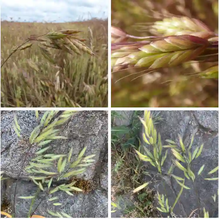 Bromus