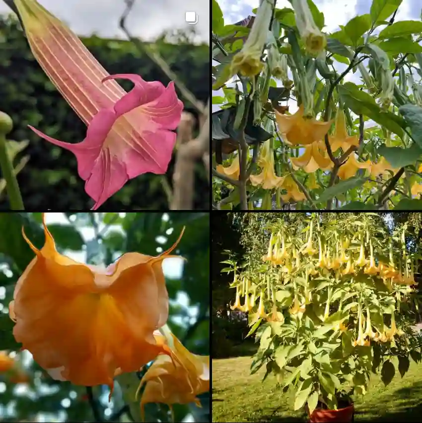 Brugmansia