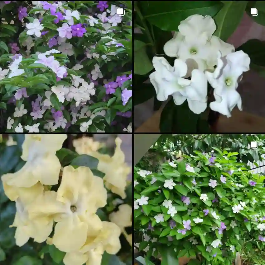 Brunfelsia