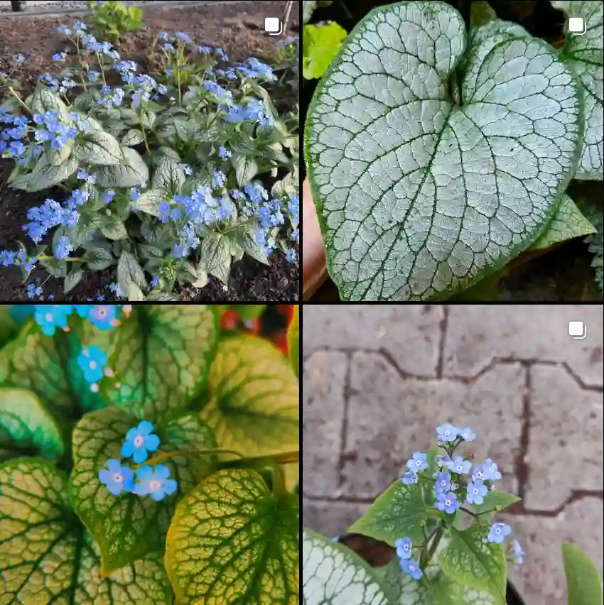 Brunnera