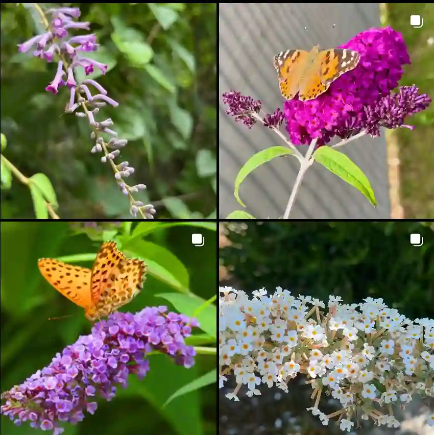 Buddleja