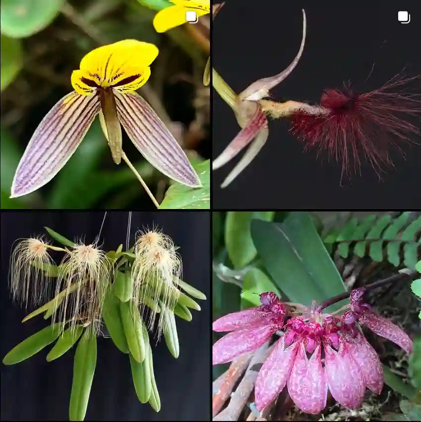 Bulbophyllum