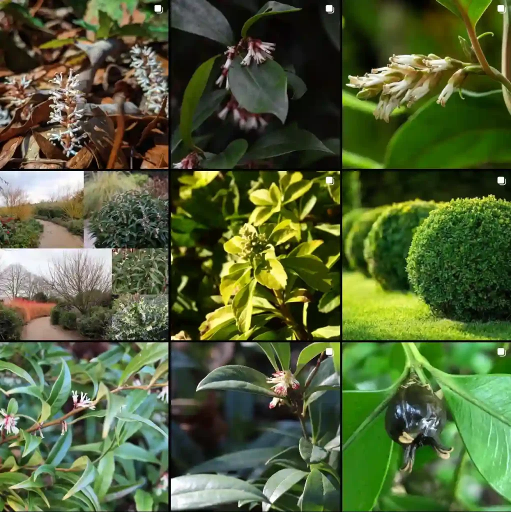 Buxaceae