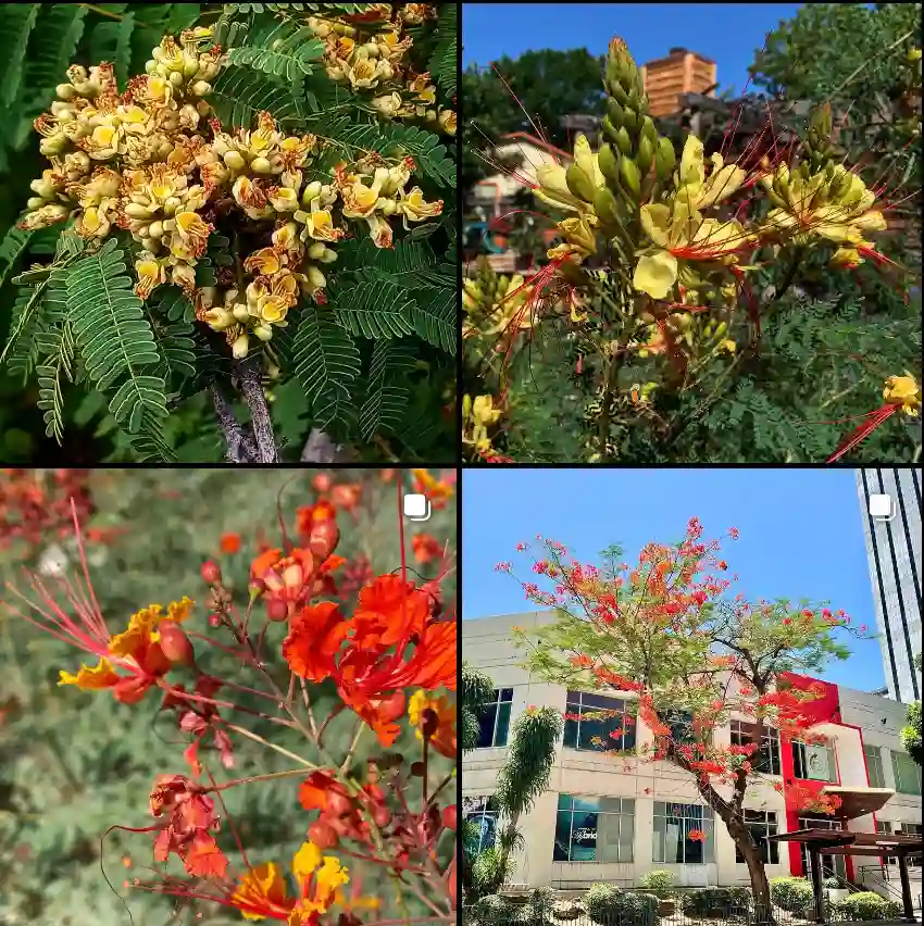 Caesalpinia