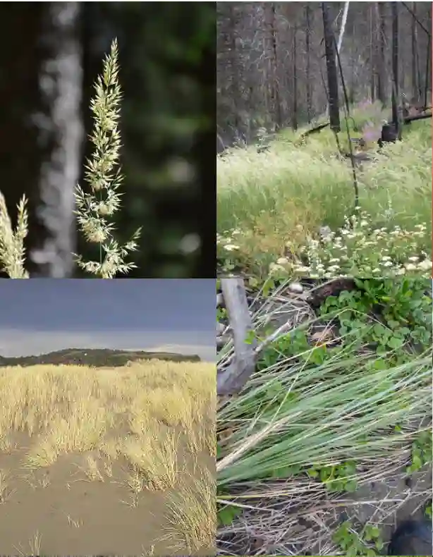 Calamagrostis