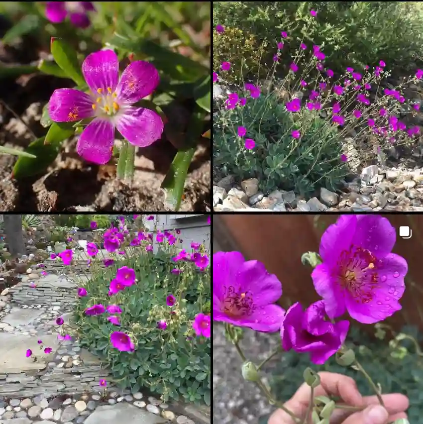 Calandrinia