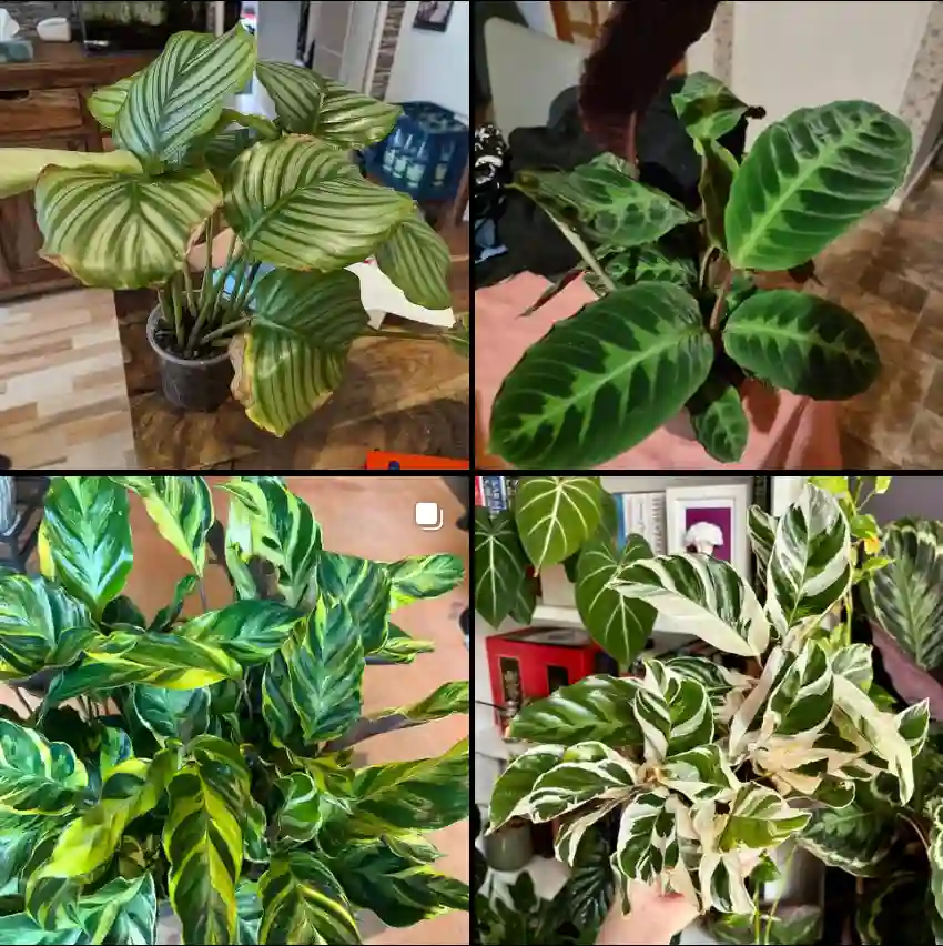 Calathea