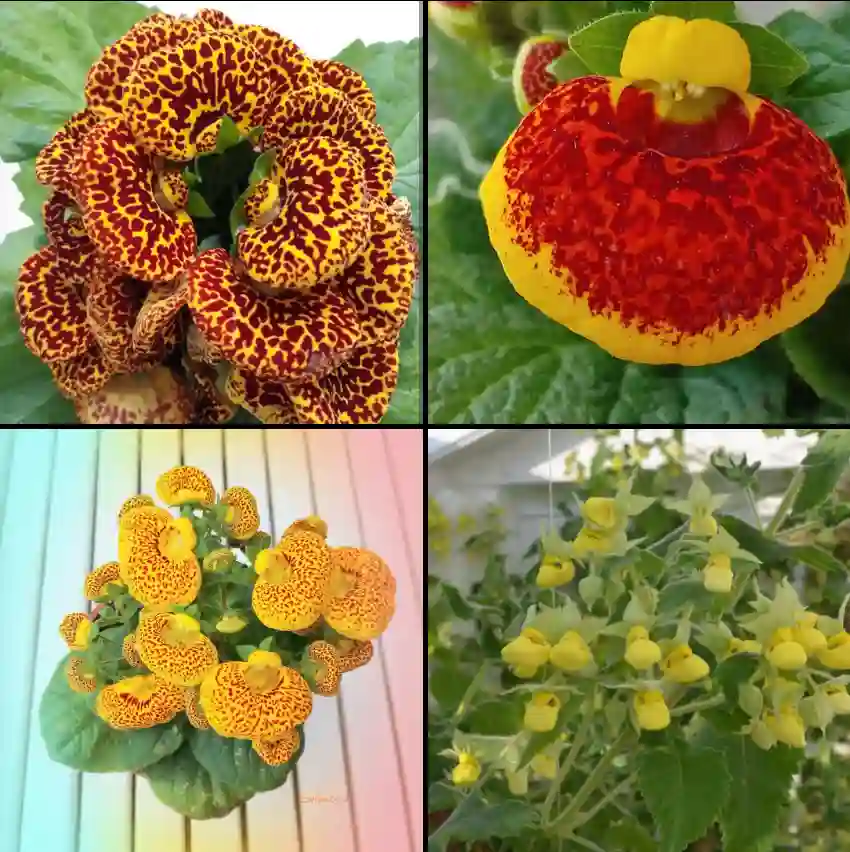 Calceolaria