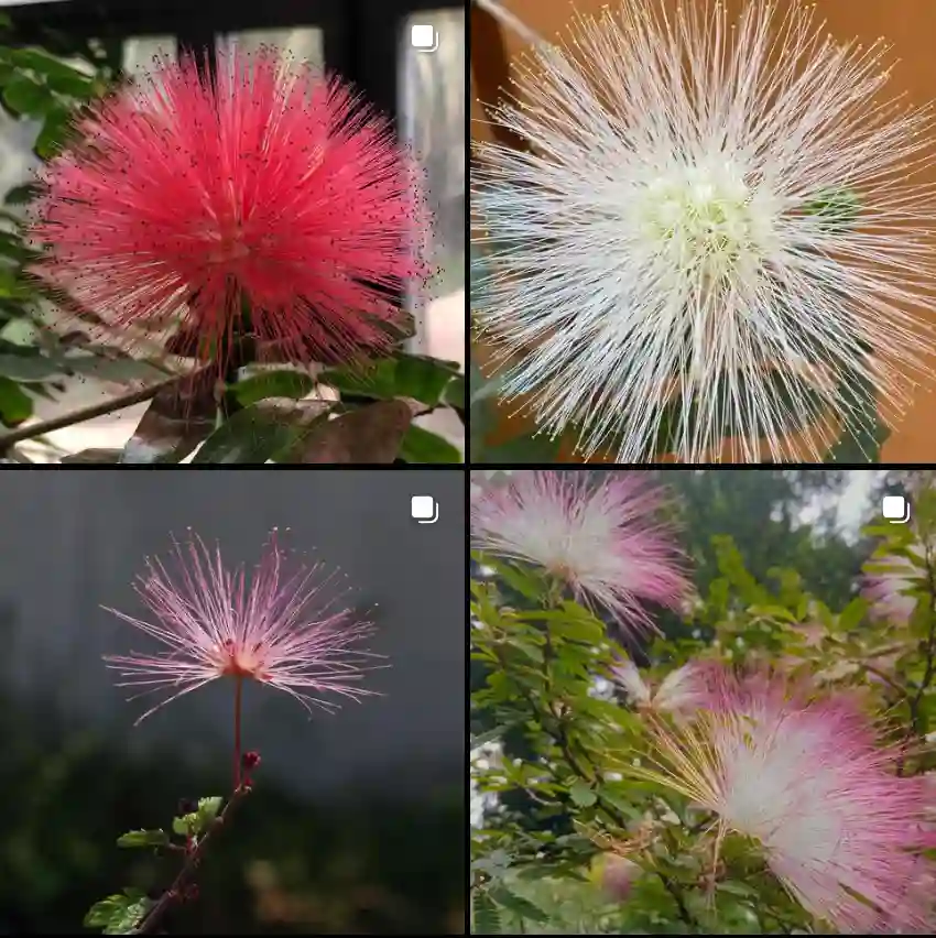 Calliandra