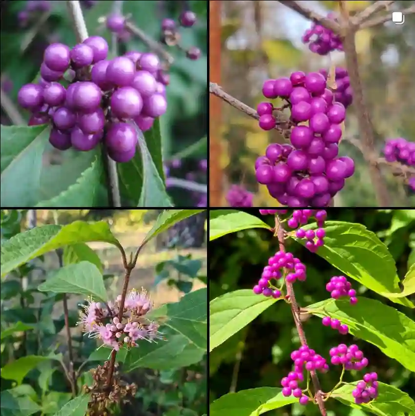 Callicarpa