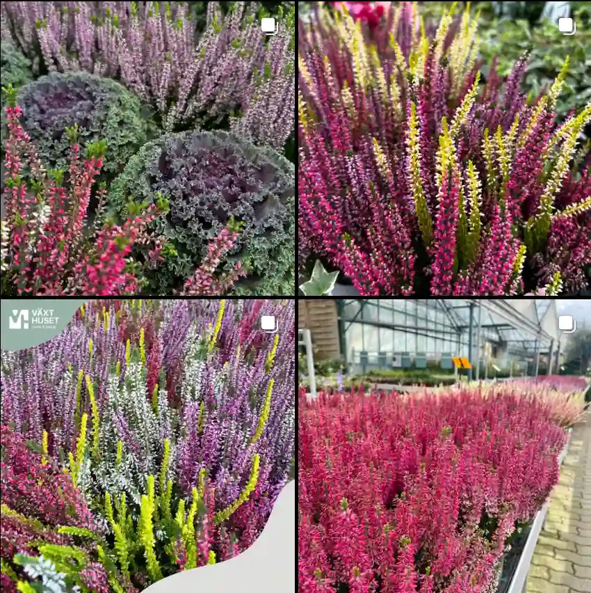 Calluna