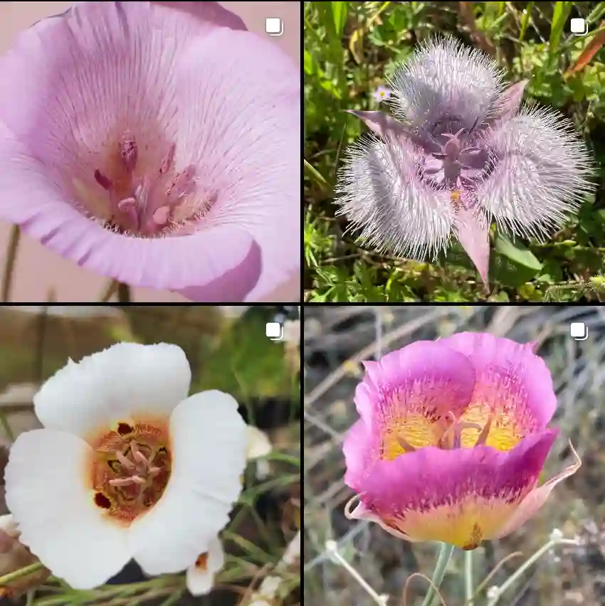 Calochortus