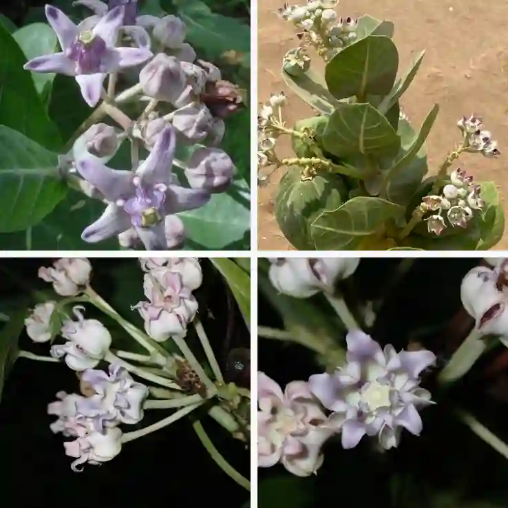 Calotropis