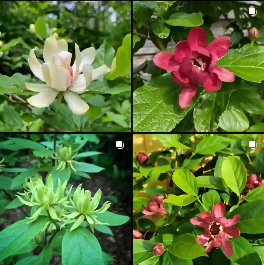 Calycanthus