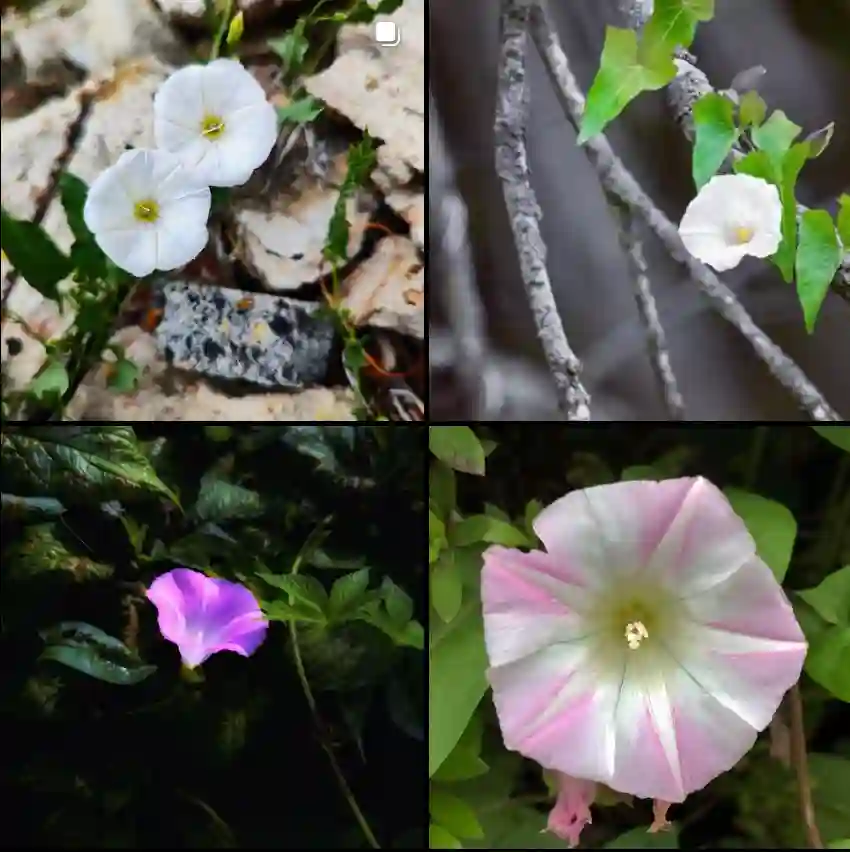 32 Species of Genus Calystegia (Volvulus)