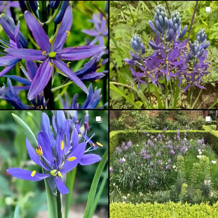 Camassia