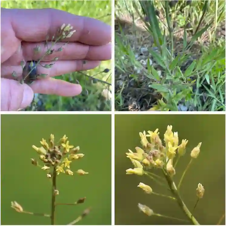 Camelina