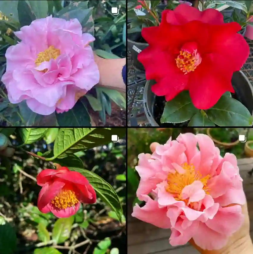 Camellia