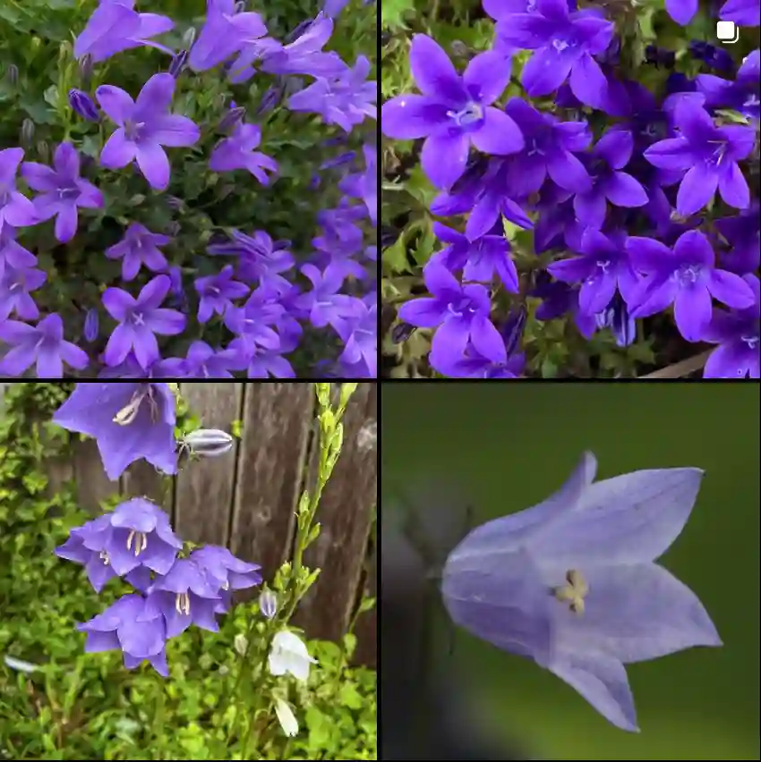 Campanula