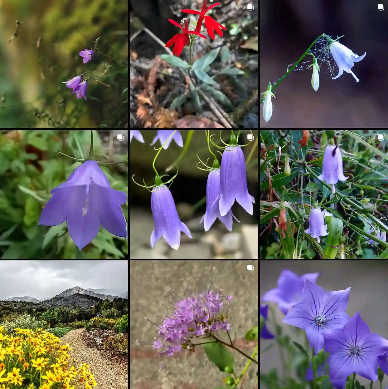 Plant Family: 96 Genera in Campanulaceae