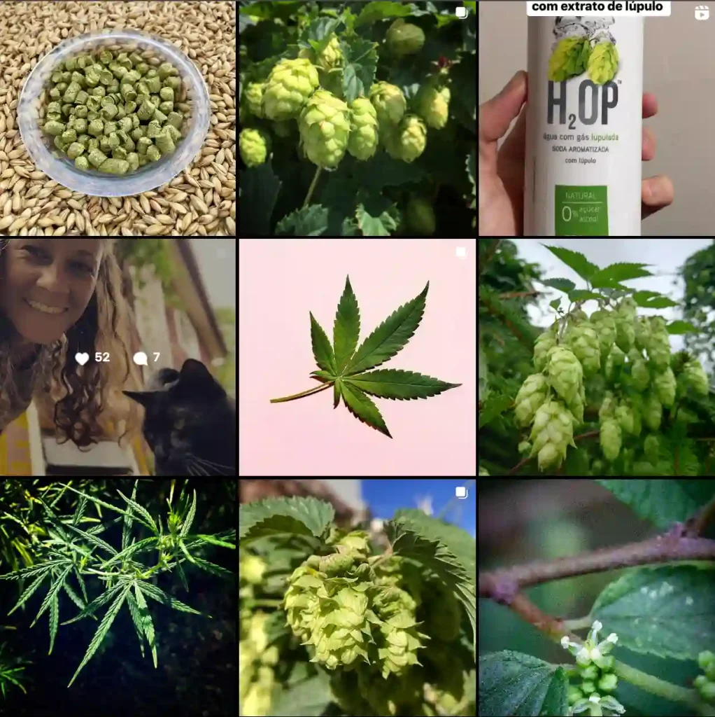 Cannabaceae