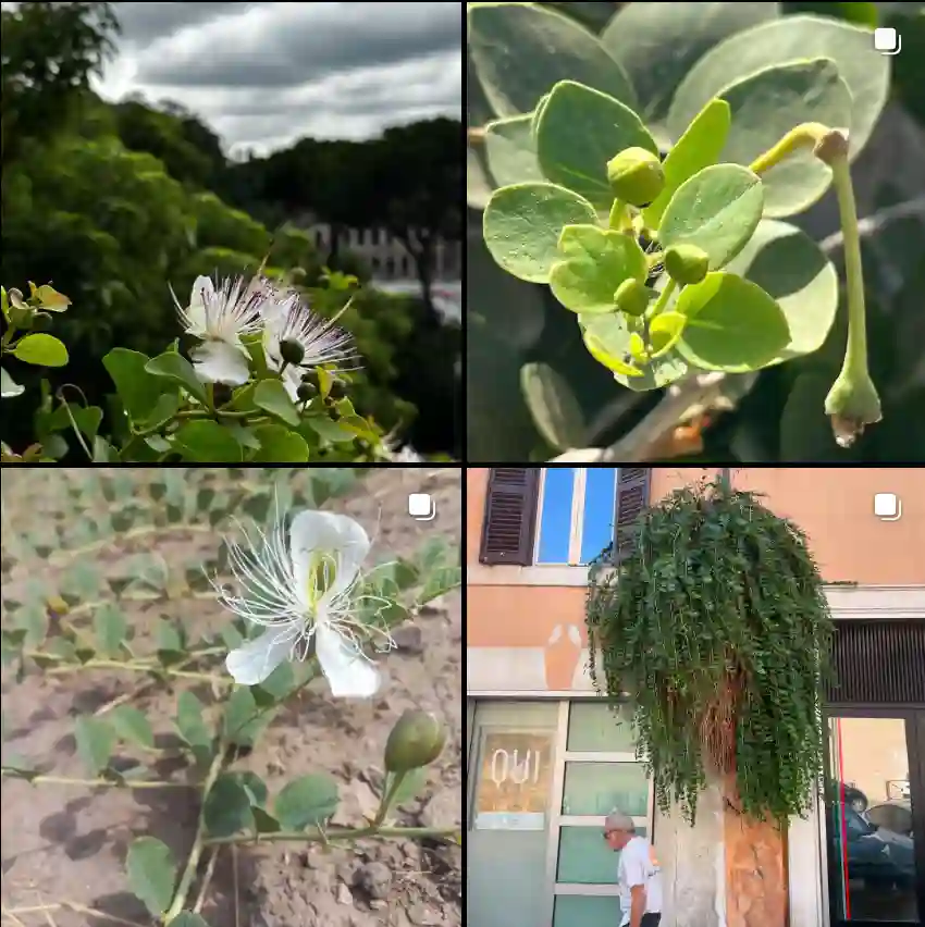 Capparis